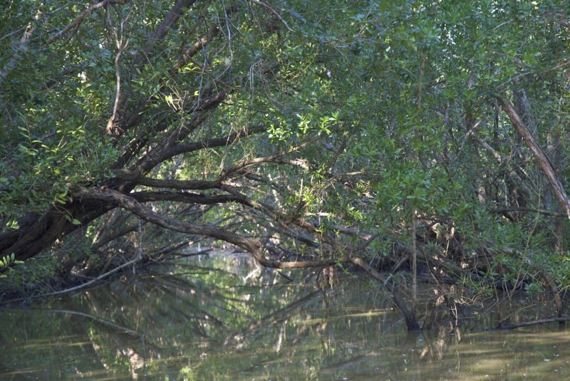 Mangrove close-up